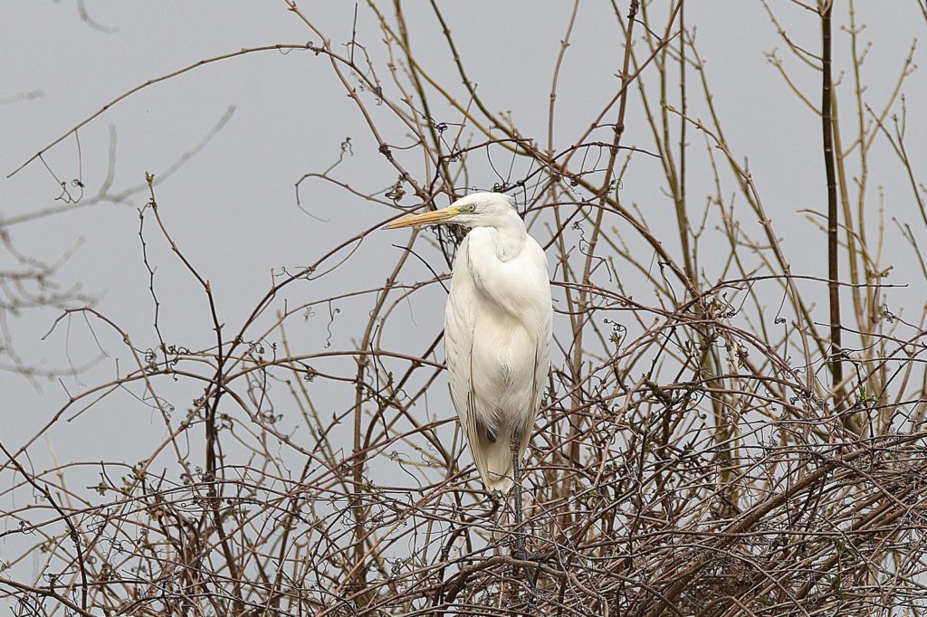 Grande aigrette'Bourg Saint Andéo, hiver 2020, photo Pierre Pujuguet