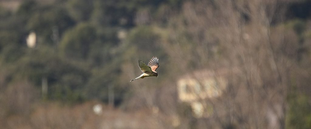 Faucon Crécerelle, Bourg Saint Andéol, automne 2019, photo Pierre Pujuguet