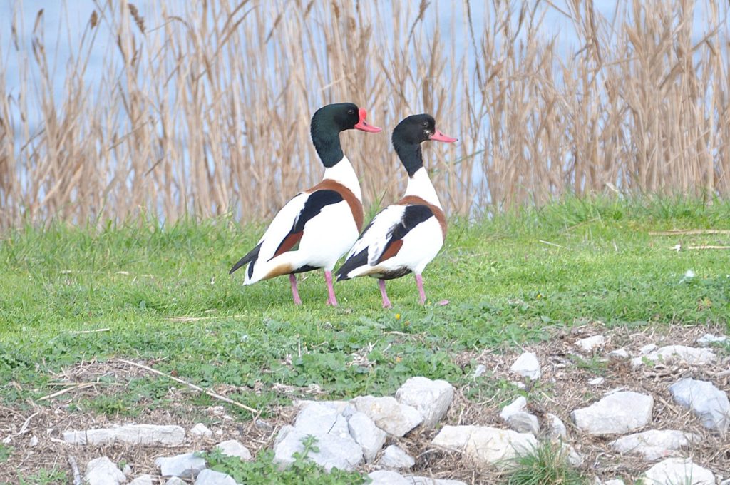 Tadornes, Frontigna, hiver 2020, photos Pierre Pujuguet