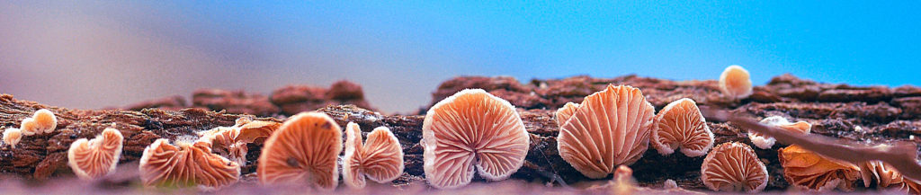 champignons non identifiés, carsan,gard occitanie, photo Pierre Pujuguet