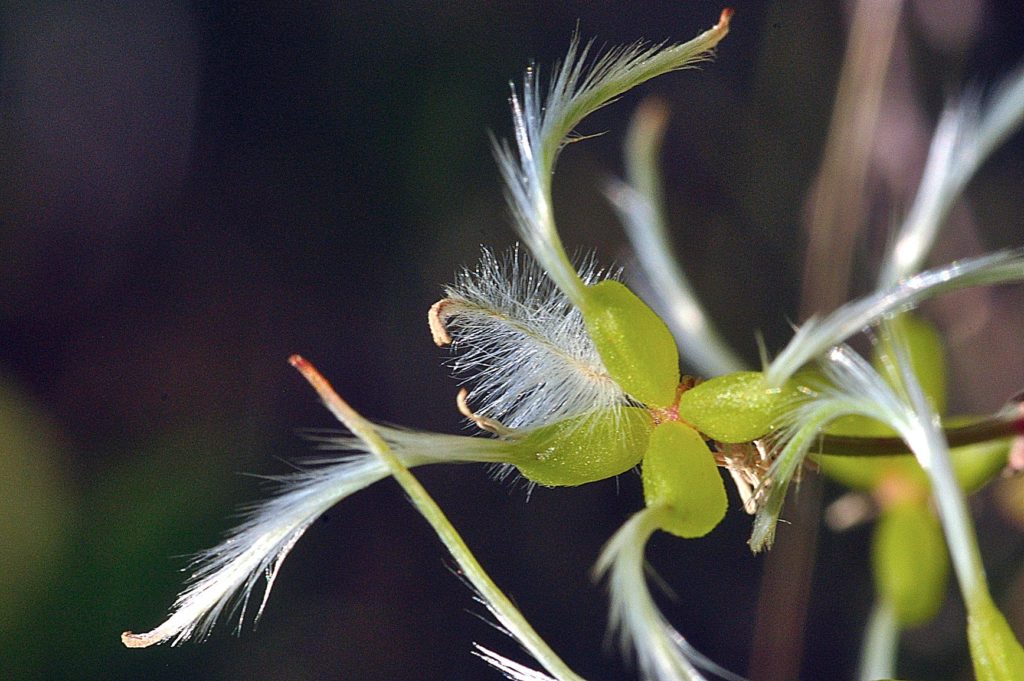 Quand les fleurs se prennent pour des oiseaux, Carsan (Gard-Occitanie), photos Pierre Pujuguet