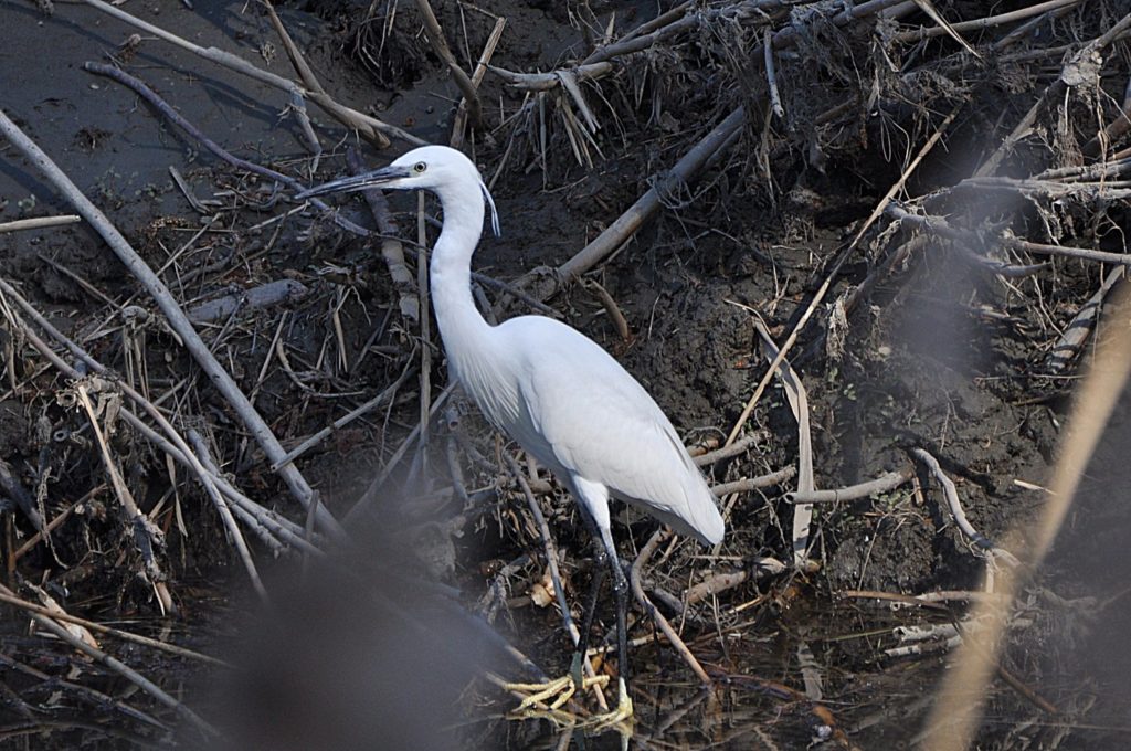 Aigrette garzette _Bourg Saint Andéol _hiver 2020, photo Pierre Pujuguet
