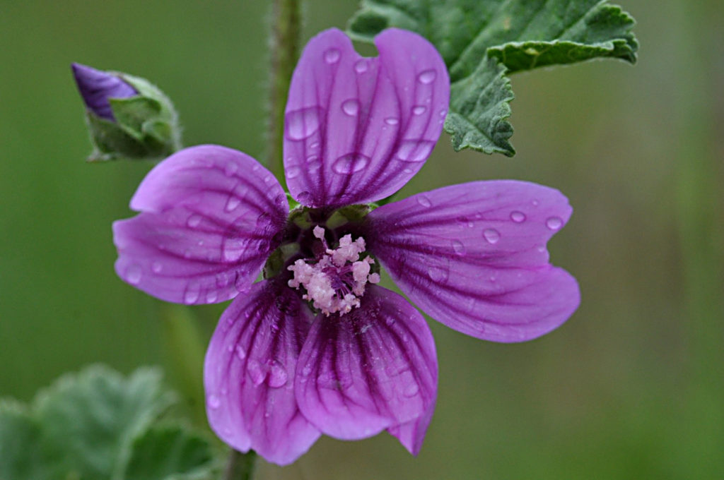 Mauve après la pluie, carsan(Gard-Occitanie), photo de Pierre Pujuguet