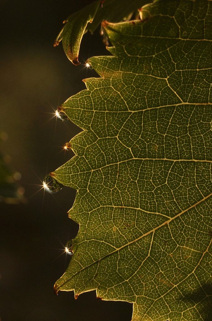 Après la nuit, fin septembre 2020, Carsan (Gard-Occitanie), photo de Pierre Pujuguet