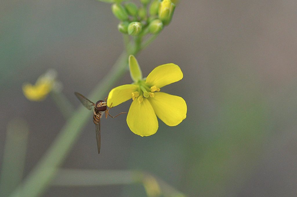 Insecte butinant une fleur de roquette,Fin sept 2020, photo pierre pujuguet e roquette,Fin sept 2020, photo pierre pujuguet