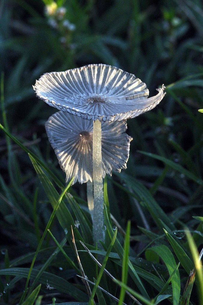 premier champignon, Carsan-Gard, photo de Pierre Pujuguet