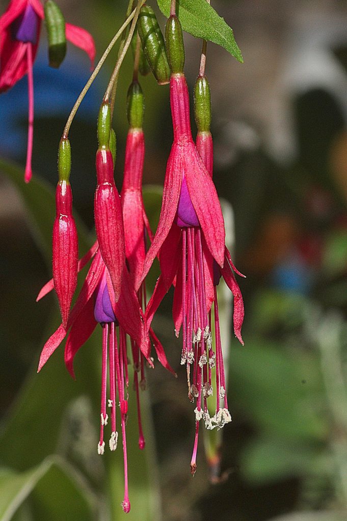 Fleur en pot, oct 2020, photo de Pierre Pujuguet