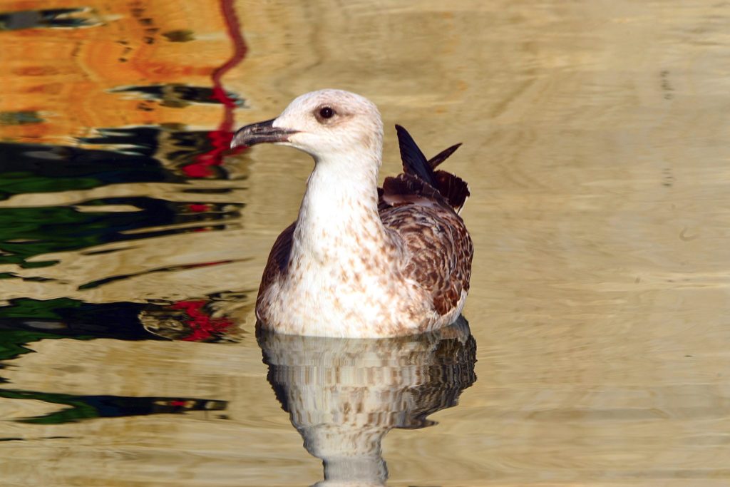 goéland juvénile au crépuscule, Séte, photo Pierre Pujuguet