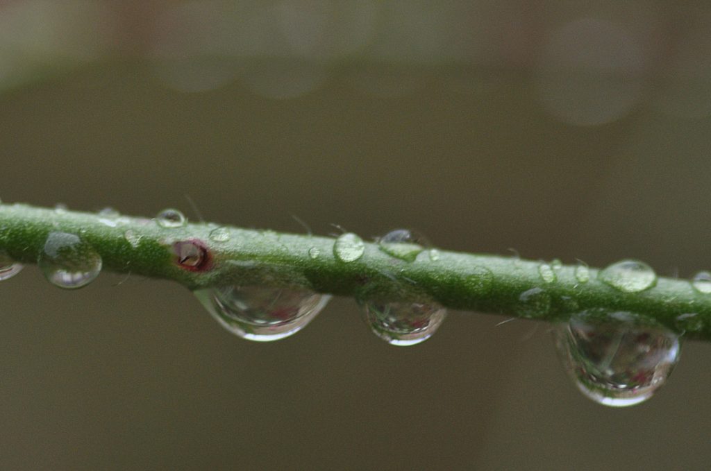 Goutte de pluie d'octobre à Carsan, photo Pierre Pujuguet