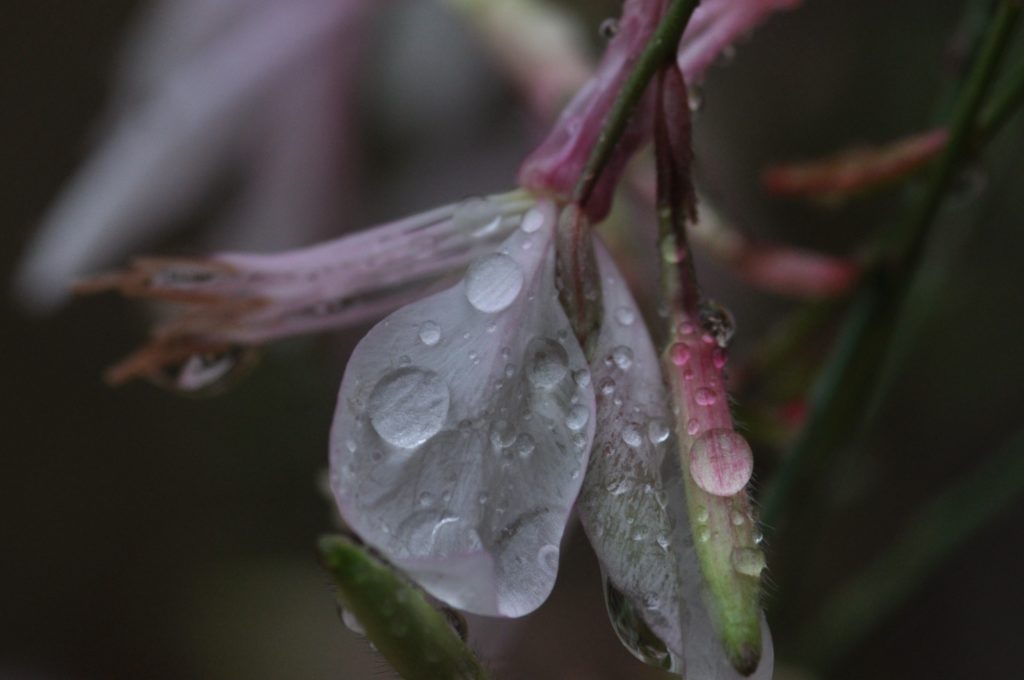 Goutte de pluie d'octobre à Carsan, photo Pierre Pujuguet