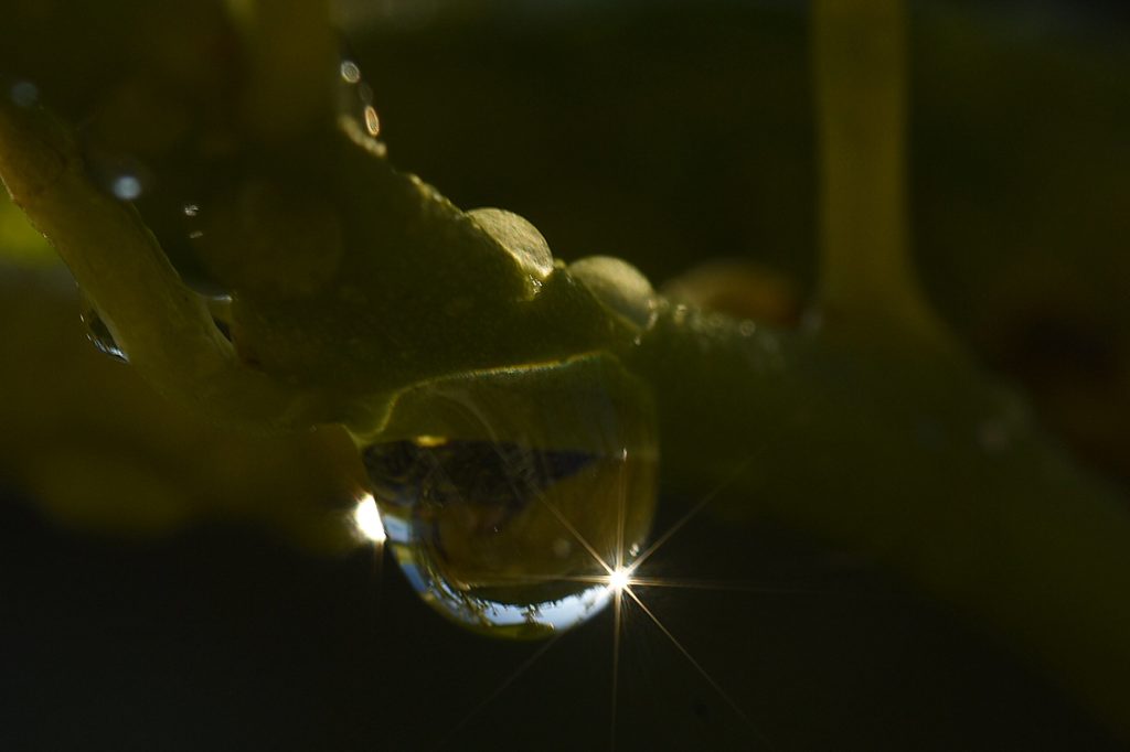 goutte de rosée, Avignon_oct 2020- photo Pierre Pujuguet