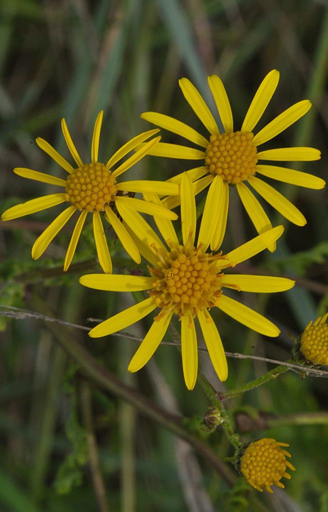 jacobea vulgaris, carsan oct2020, photo de Pierre Pujuguet