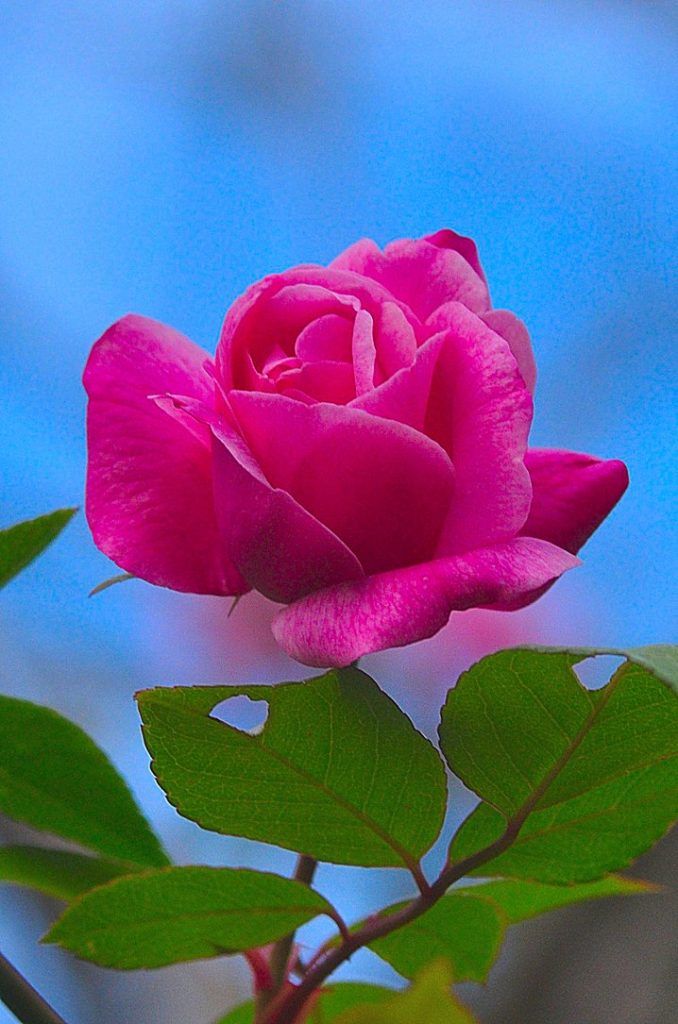 rose, octobre 2020, Carsan -30 photo de Pierre Pujuguet