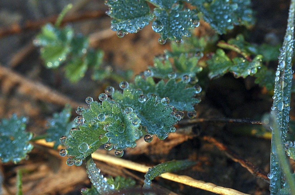 rosée d'octobre, carsan, Gard, photo de Pierre Pujuguet