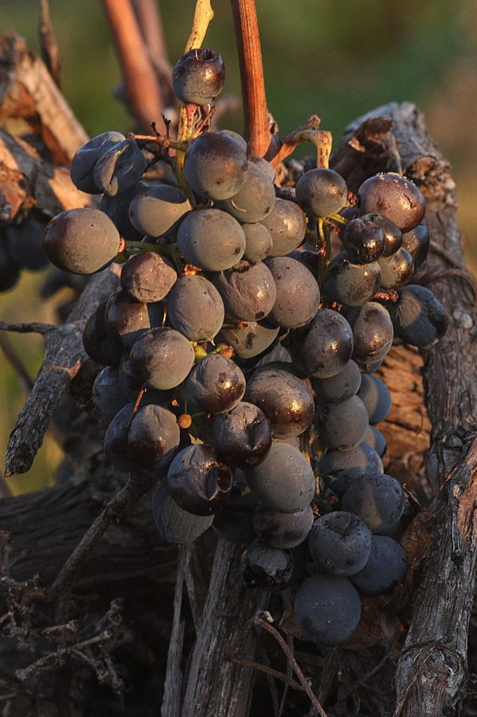 raisins oubliés, Carsan-Gard, photos de Pierre Pujuguet