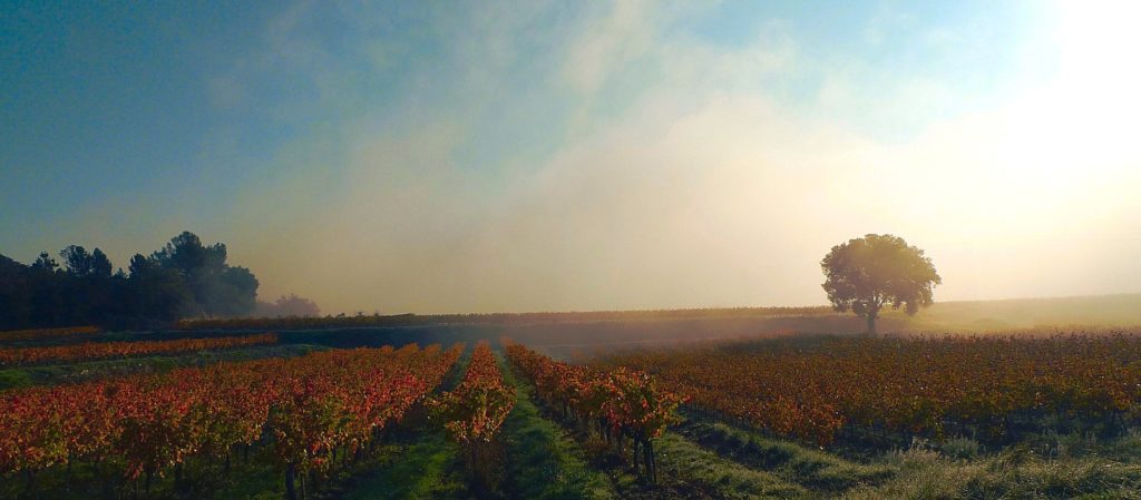 lever de brume, Carsan (Gard) , novembre 2020, photo de Pierre Pujuguet