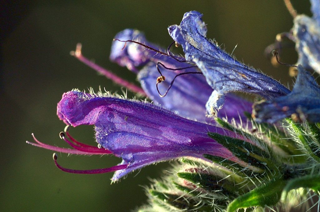 Fleur de Vipérine, Carsan (Gard) Oct2020, photo de Pierre Pujuguet