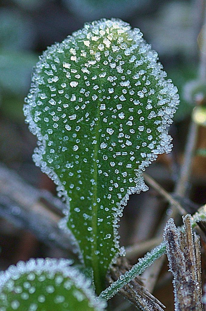 givre, novembre 2020 Carsan (gard) photo de Pierre Pujuguet