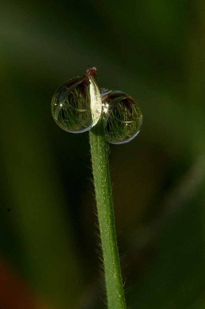 Rosée sur l'herbe, Carsan, nov 2020, photo de pierre pujuguet