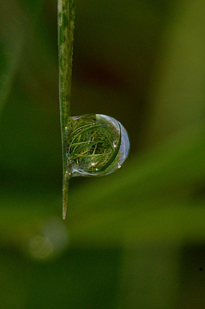 Rosée sur l'herbe, Carsan, nov 2020, photo de pierre pujuguet
