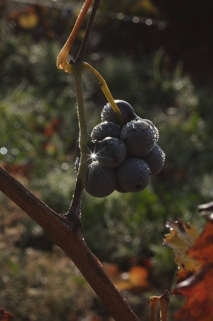 baies de raisin, Carsan, Nov 2020, photo de Pierre Pujuguet