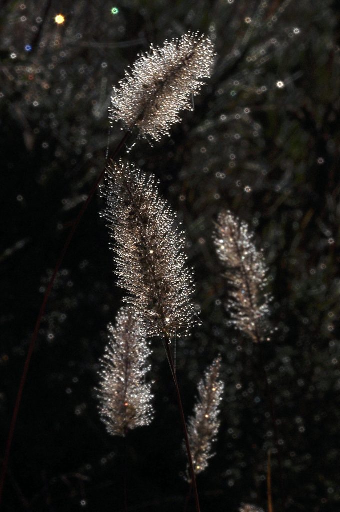 Rosée, Carsan (Gard), novembre 2020, photo de Pierre Pujuguet