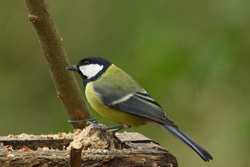 mésange charbonnière, Carsan (30) hiver 2020, photo de pierre pujuguet (cliquez sur la photo pour l'agrandir)