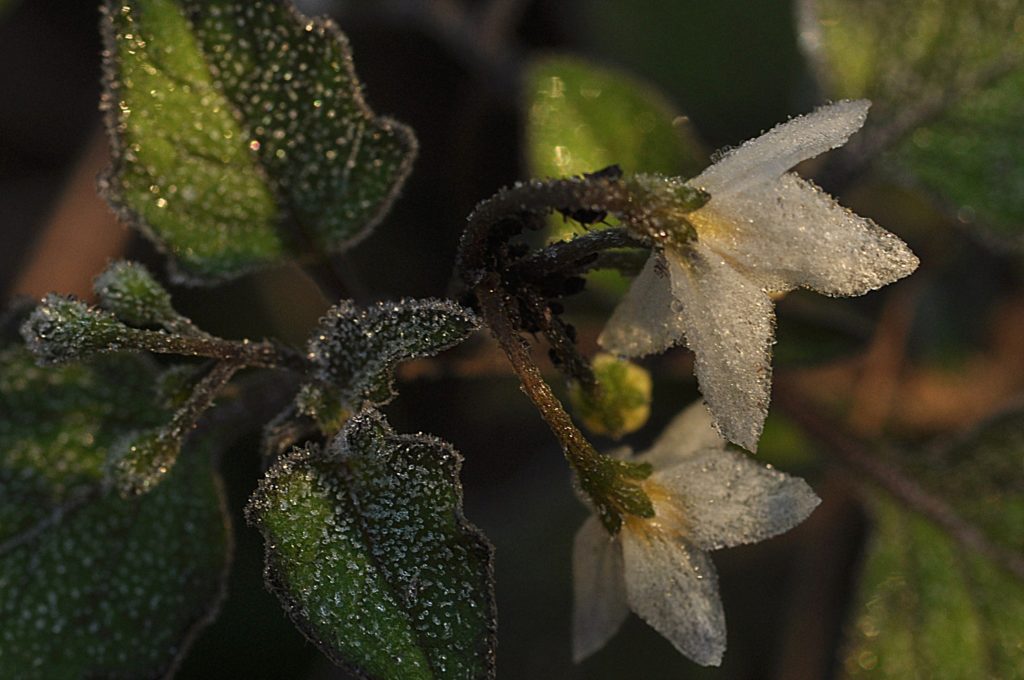 fleur de morelle, Carsan(Gard) nove 2020, photo de Pierre Pujuguet