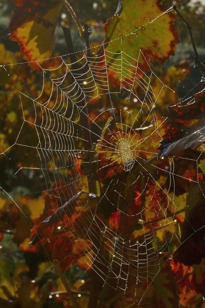 rosée dans les vignes, Carsan (gard), nov. 2020, photo de Pierre Pujuguet