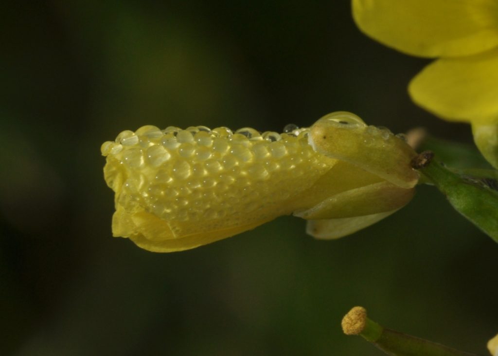 gouttes de rosée sur fleur de roquette, Carsan (Gard), novembre 2020, photo de Pierre Pujuguet