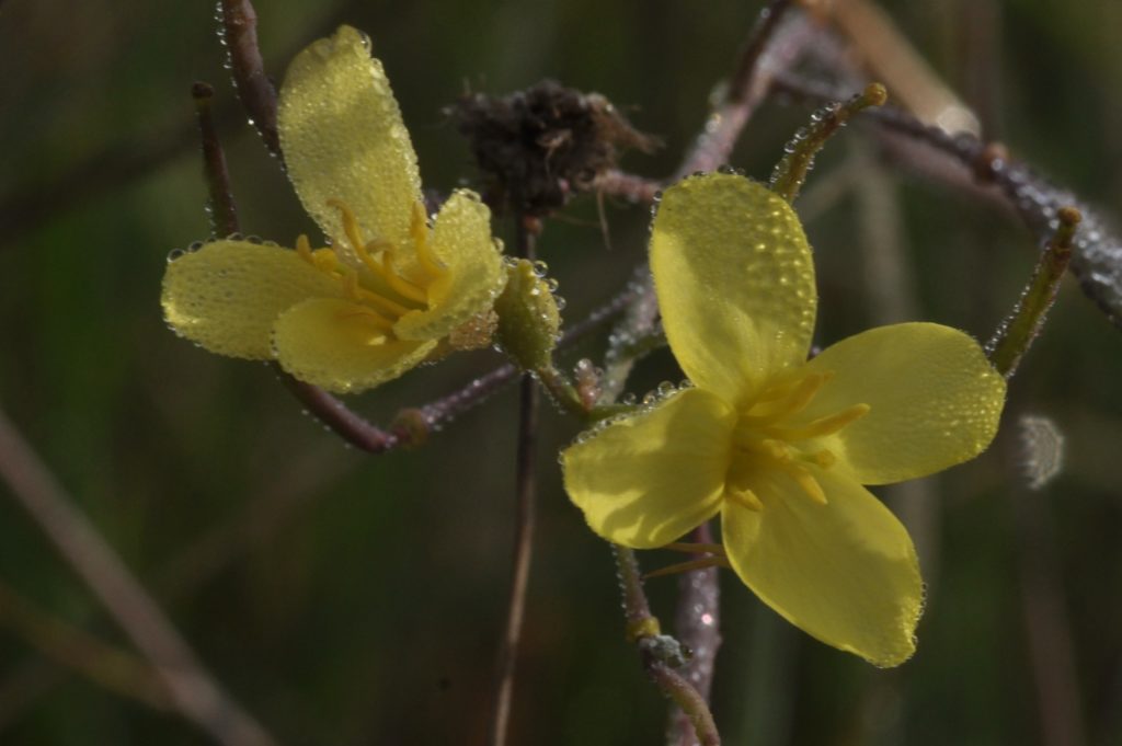 gouttes de rosée sur fleur de roquette, Carsan (Gard), novembre 2020, photo de Pierre Pujuguet