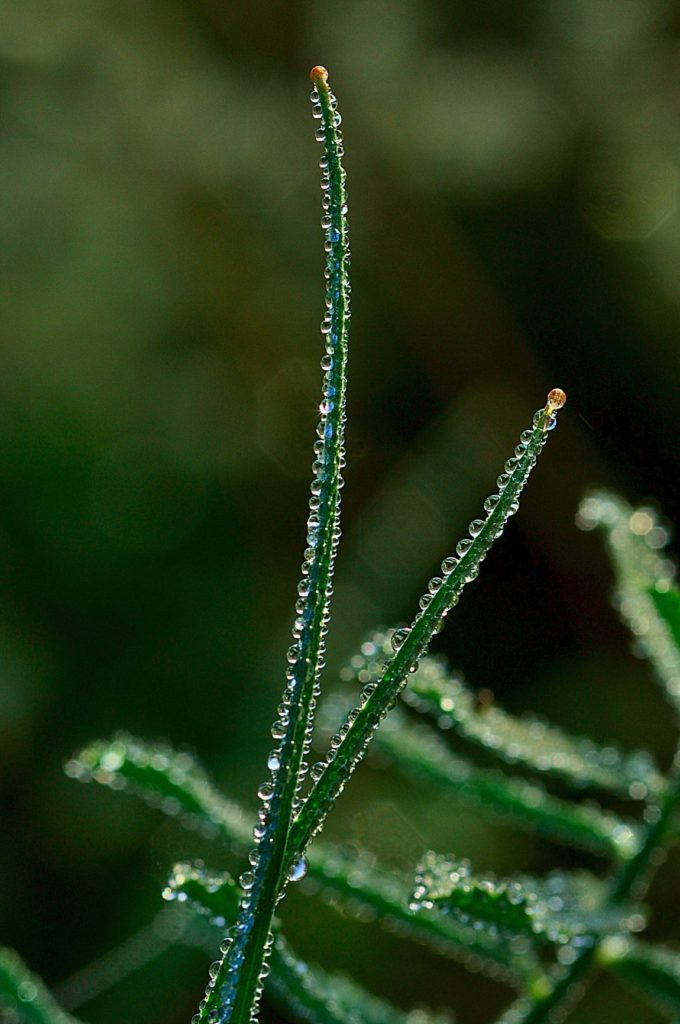 rosée sur feuille, Carsan (Gard), nov 2020, photo de Pierre Pujuguet