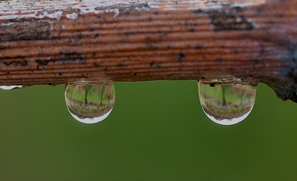 gouttes de pluie,decembre 2020, Carsan (Gard), photo de Pierre Pujuguet