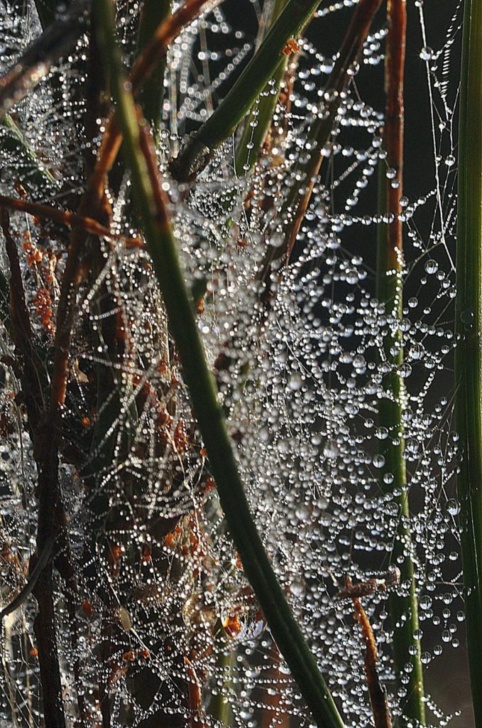 gouttes d'eau, carsan, décembre 2020, photo de pierre pujuguet