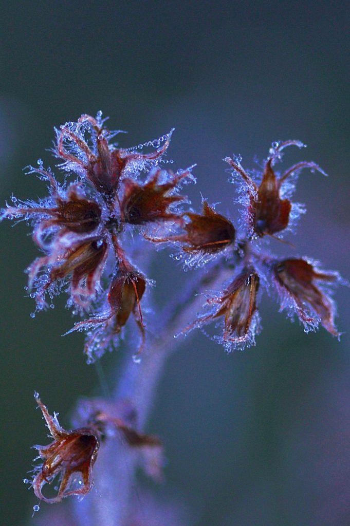 gelée sur fleurs, décembre 2020, Carsan (Gard), photo de Pierre Pujuguet