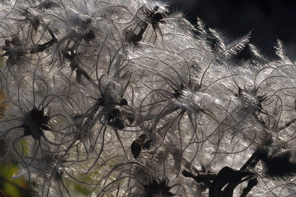 clematite, Carsan, décembre 2020, photo de pierre pujuguet (cliquez sur la photo pour l'agrandir)