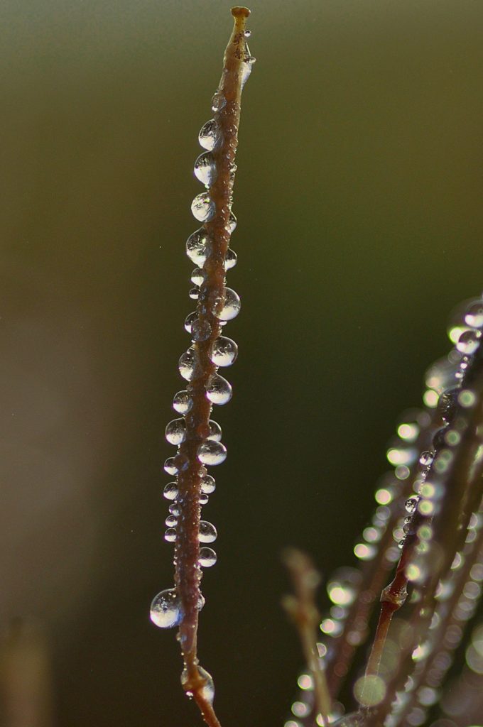 gelée sur fleurs, décembre 2020, Carsan (Gard), photo de Pierre Pujuguet