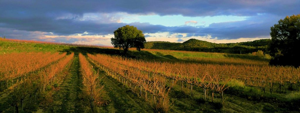 vignes décembre 2020, Carsan (Gard), photo de pierre pujuguet (cliquez sur la photo pour l'agrandir)