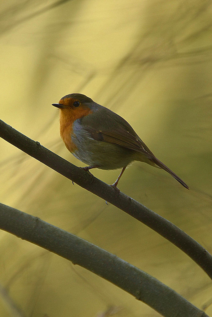 rouge-gorge, Carsan, Décembre 2020, photo de pierre pujuguet