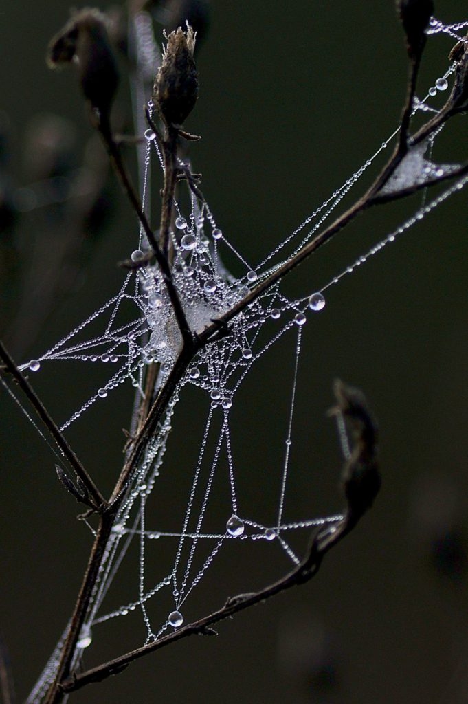 gelée sur fleurs, décembre 2020, Carsan (Gard), photo de Pierre Pujuguet