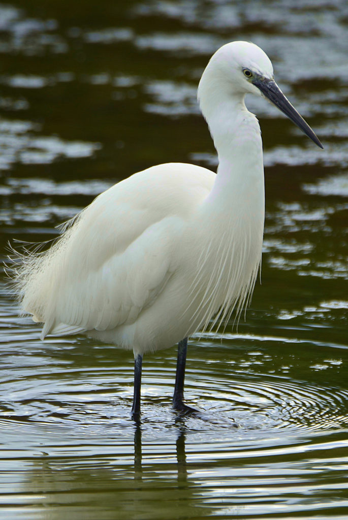 aigrette garzette, Vic la Guardiole, janv 2021 photo de pierre pujuguet