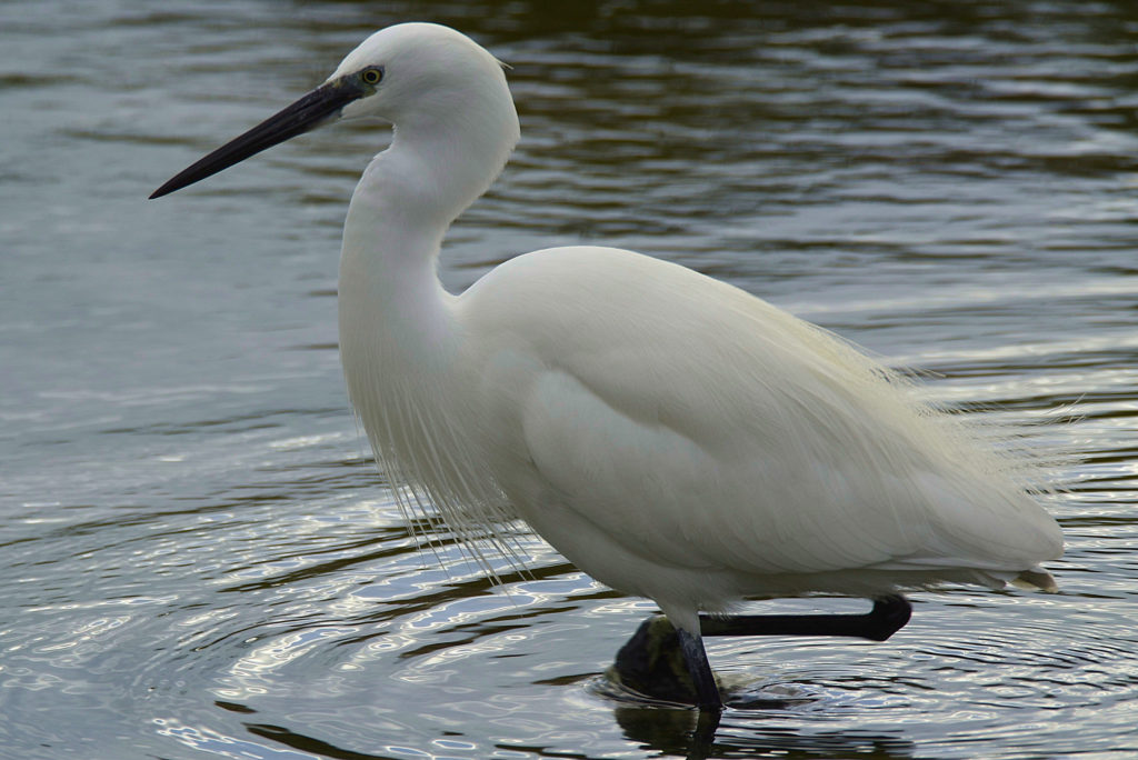aigrette garzette, Vic la Guardiole, janv 2021 photo de pierre pujuguet