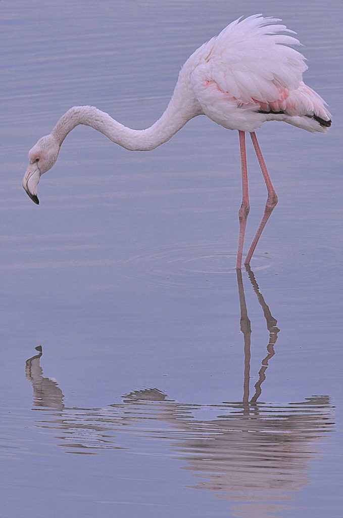 Flamant, Vic la guardiole, janv 2021, photo de pierre pujuguet