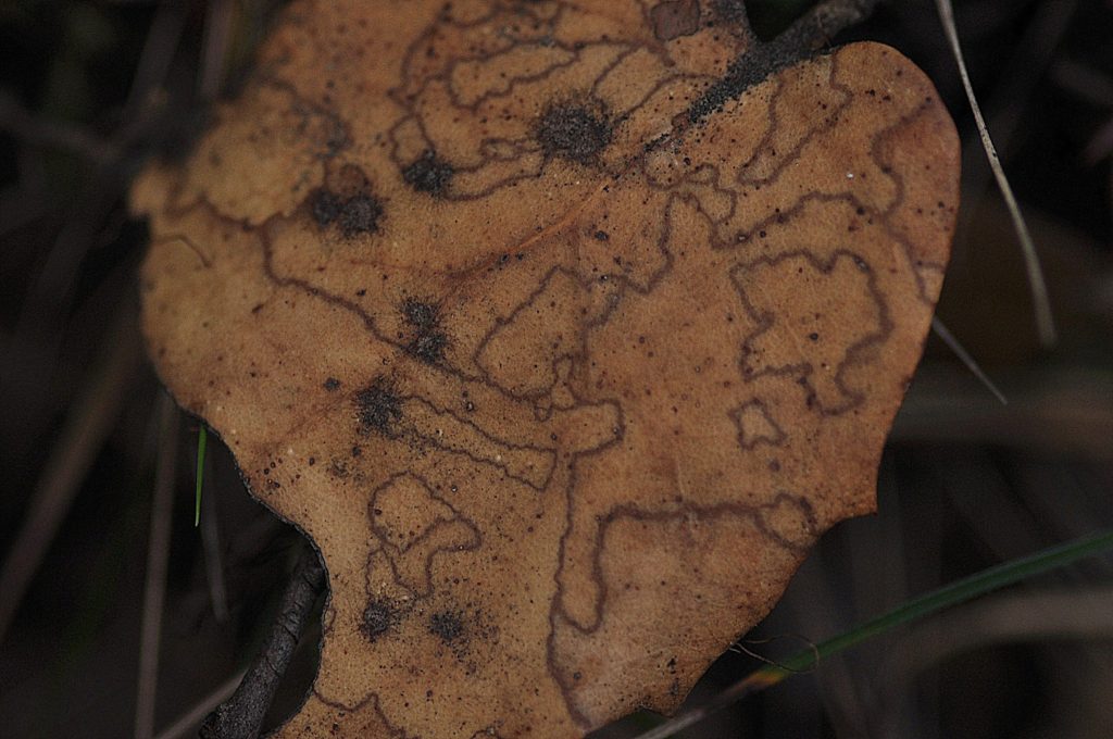 feuille de salsepareille, carsan, janv 2021, photo de pierre pujuguet