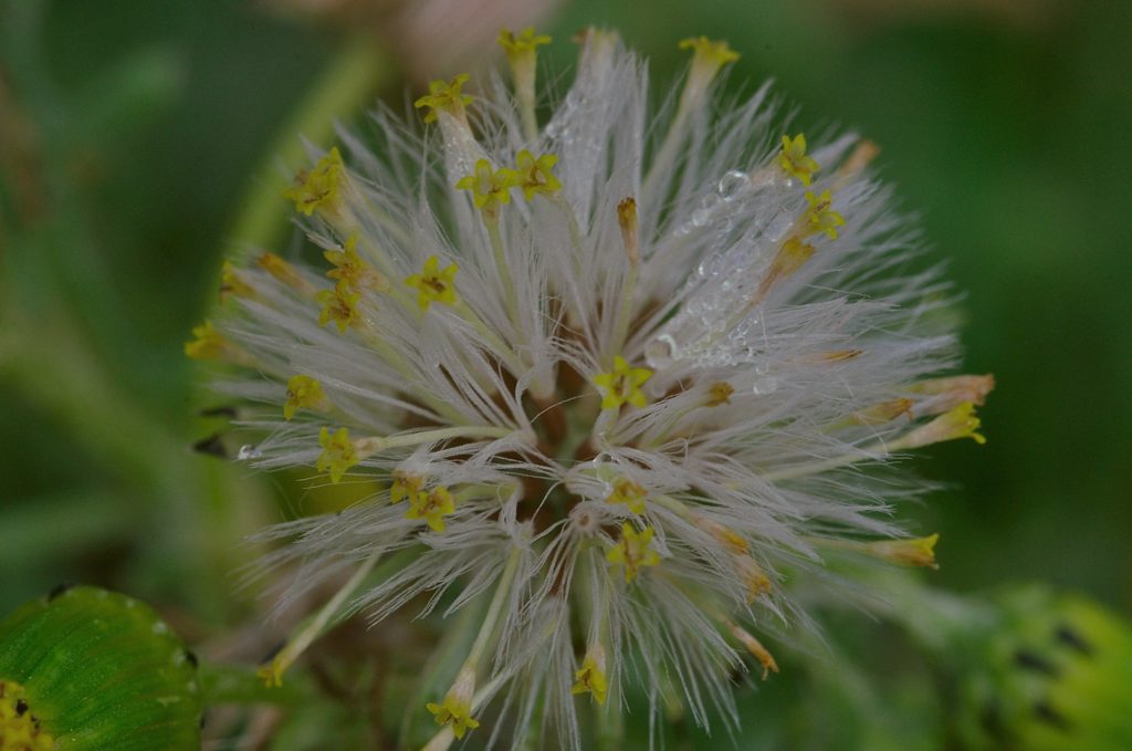fleurs sauvages, Carsan; fébrier2021, photo de pierre pujuguet