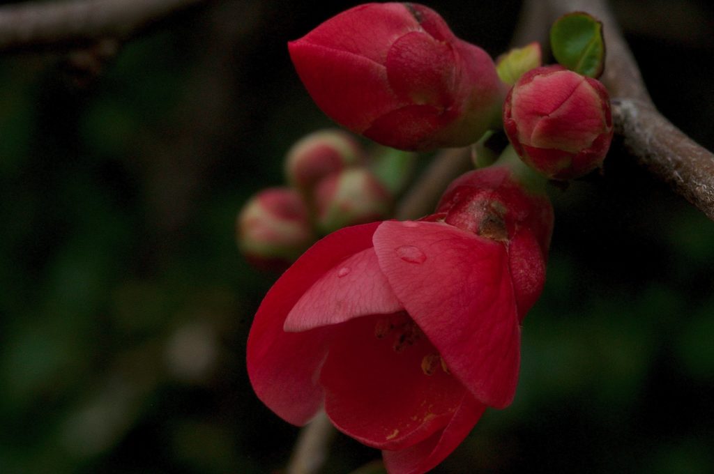fleurs sauvages, Carsan; fébrier2021, photo de pierre pujuguet