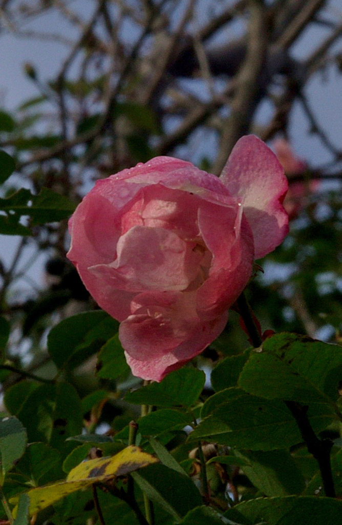 fleurs sauvages, Carsan; fébrier2021, photo de pierre pujuguet