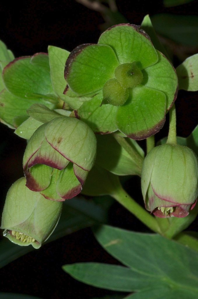 fleur d'hellebore, Carsan,Gard,photo de pierre pujuguet