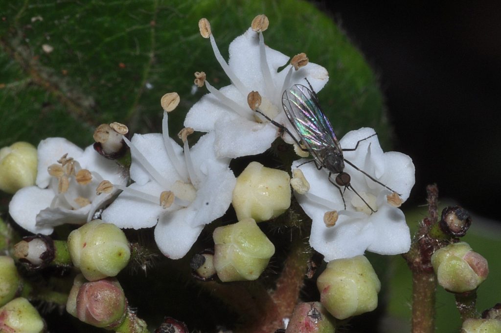 insecte sur fleur de viburnum,Carsan, gard,fevrier 2021, photos pierre pujuguet