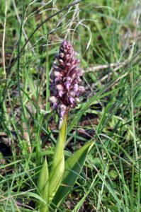 fleurs de la garrigue, Carsan, gard, occitanie, photos de pierre pujuguet, fevrier 2021